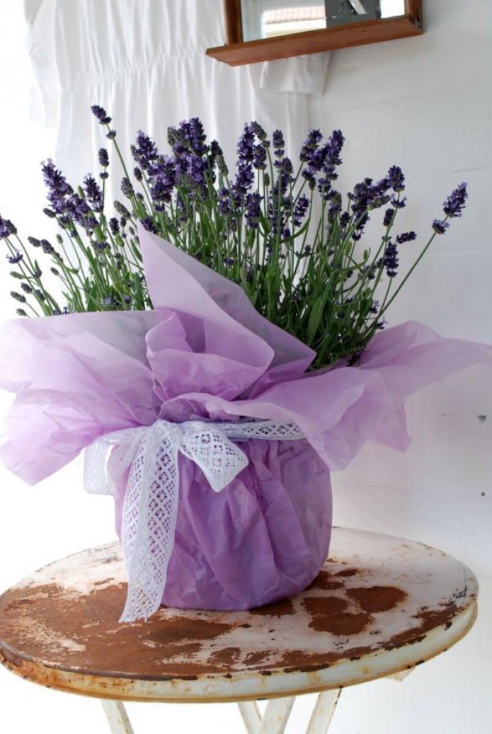 Lavendel im Topf