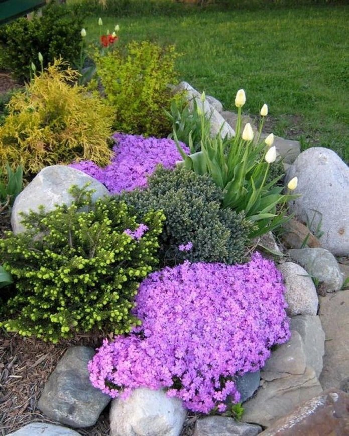 Blumen für eine Alpenrutsche