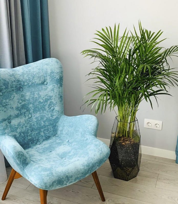 Dypsis in einem stilvollen Blumentopf