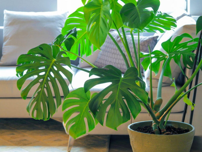 Monstera im Topf