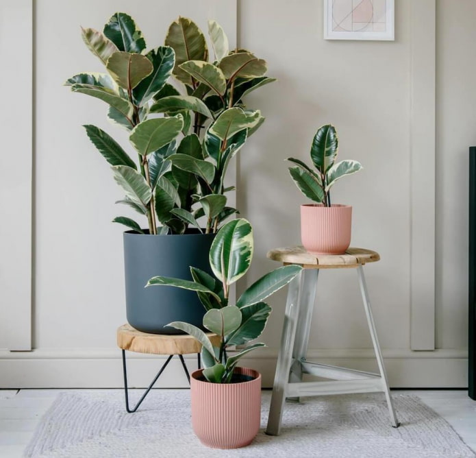 Großblättriger Ficus im Innenbereich