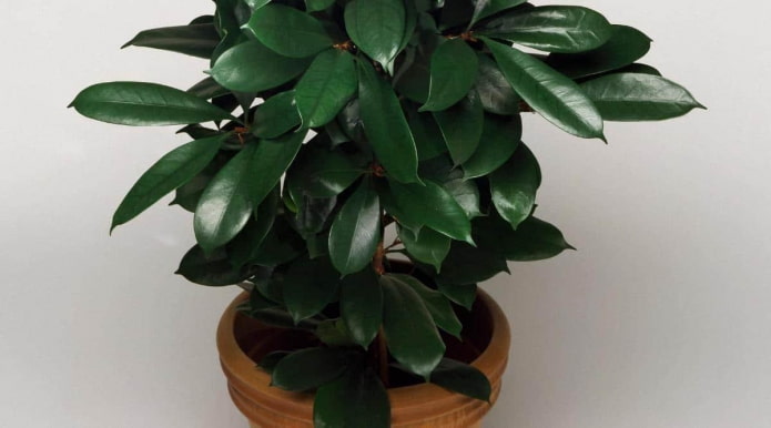 Sattgrüne Blätter der Ficus cyatistipula