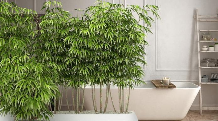 Bambus im Topf im Badezimmer