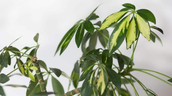 Zweifarbige baumartige Schefflera