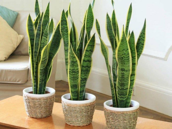 Sansevieria dreiblättrig im Innenraum