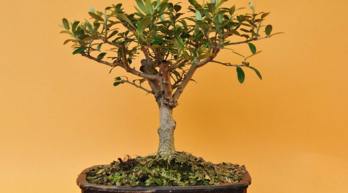 Europäischer Olivenbaum