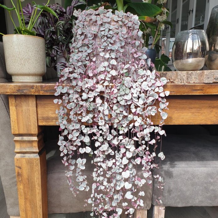 Ausgewachsene Pflanze von Ceropegia woodii