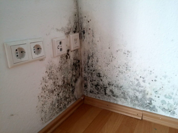 Schimmel in der Ecke