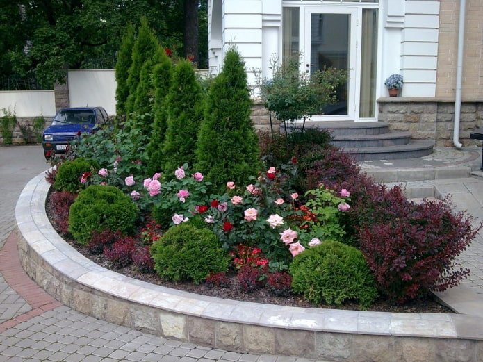 Rosen mit Nadelbäumen
