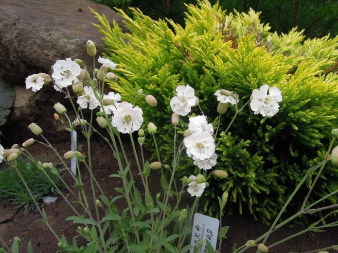 Kamelblumen