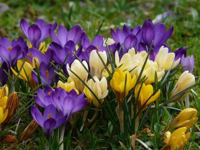 Krokusse