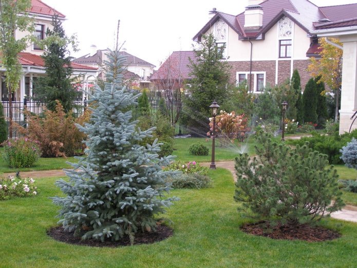 Fichte im Garten