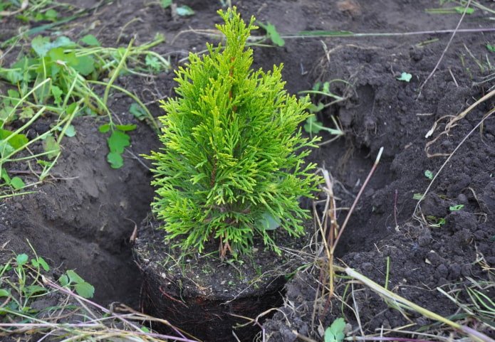 Thuja im Herbst pflanzen