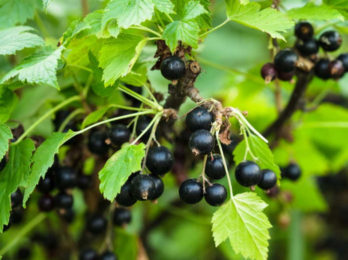 Schwarze Johannisbeere