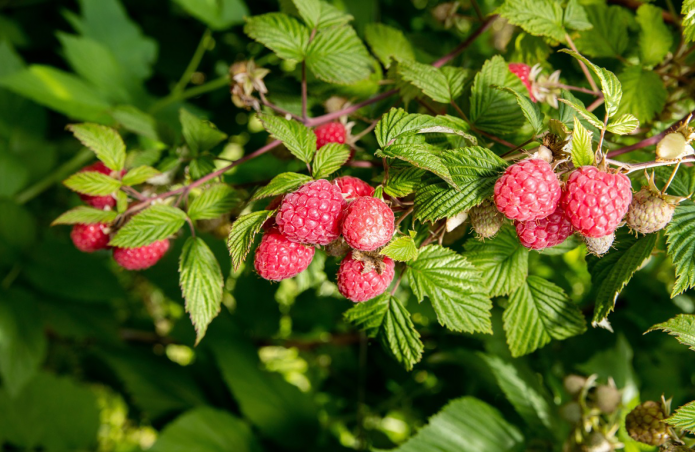 Himbeere