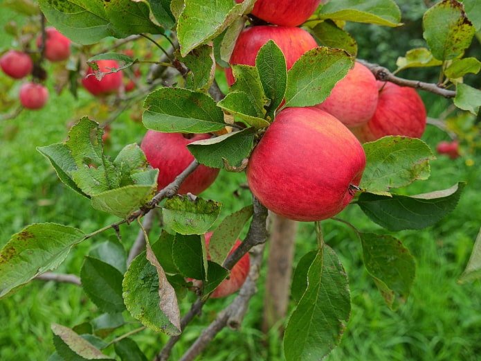 Apfelbaum
