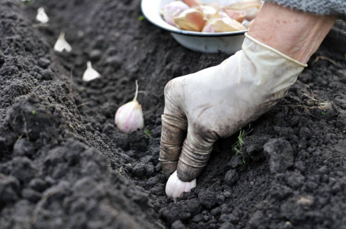 Knoblauch pflanzen