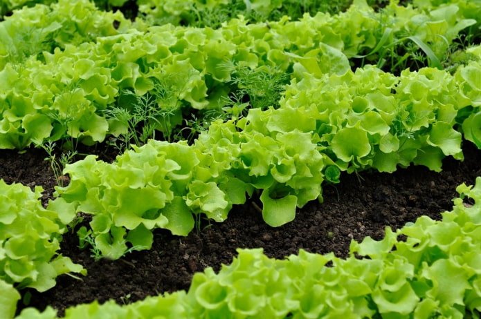 Salat