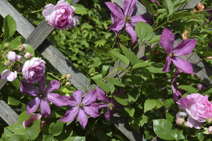 Clematis und Rose