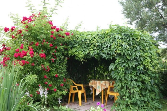 Rose und Weintrauben