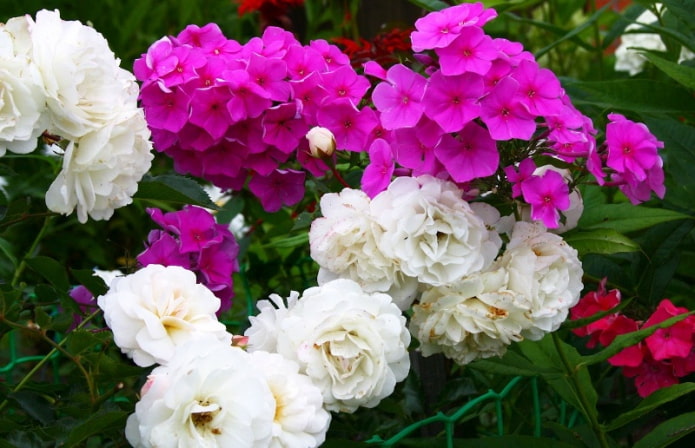 Phlox mit Rosen