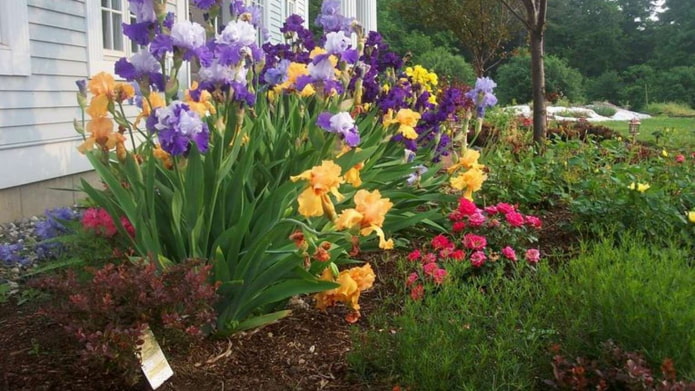 Blumenbeet mit Schwertlilien