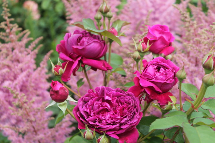 Rose vor dem Hintergrund einer Astilbe