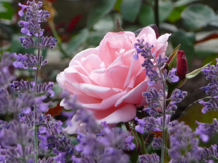 Rose und Lavendel