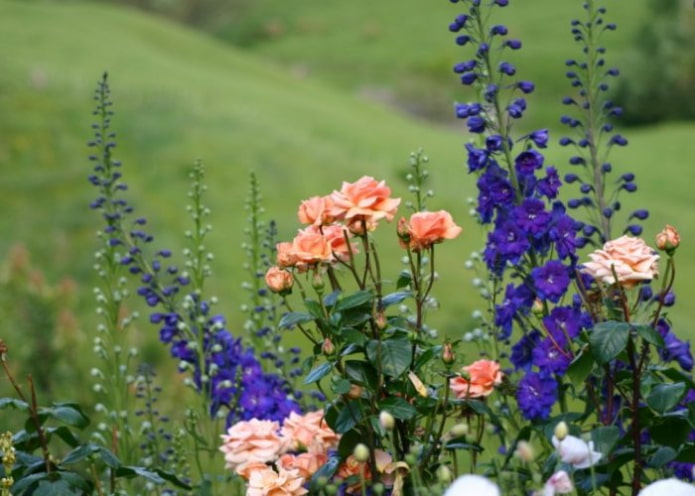 Delphinium und Rose