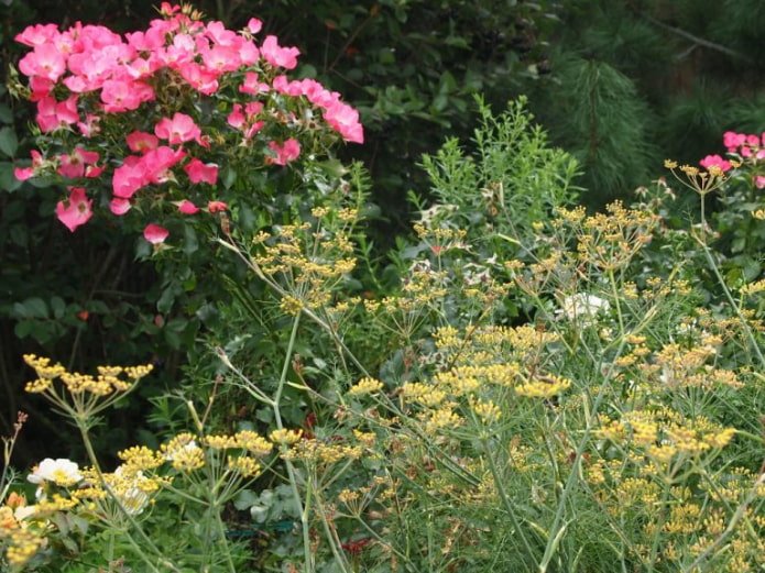 Fenchel im Blumenbeet