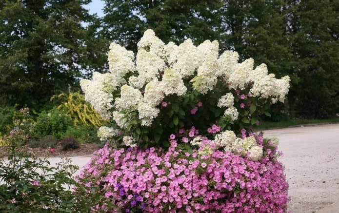 Hortensie mit Petunien