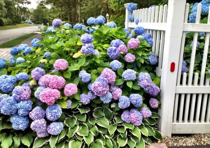 Hosta und Hortensie