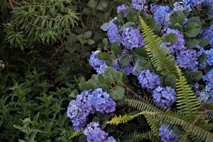 Hortensie mit Farn