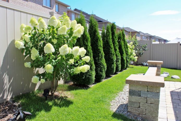 Hortensie mit Thuja