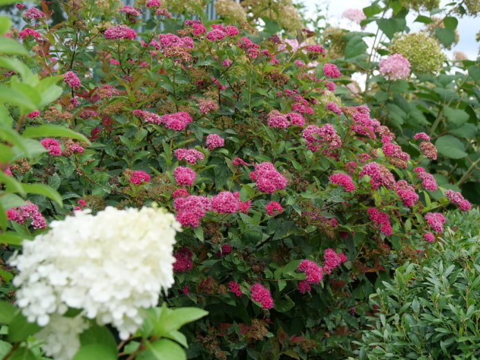 Rosa Spirea