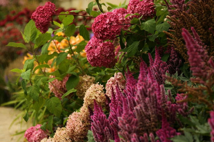 Astilbe und Hortensie