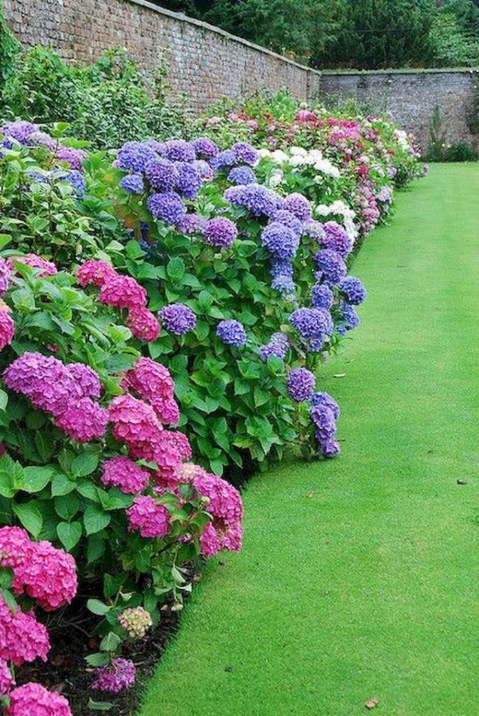 Bunte Hortensie entlang des Zauns