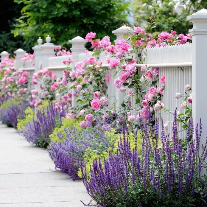 Lavendel auf dem Grundstück