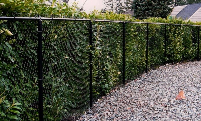 Büsche in der Nähe des Maschendrahtgeflechts