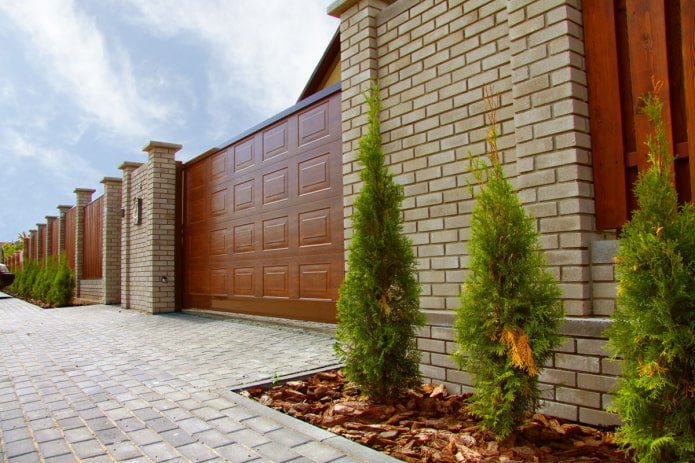 Thuja vor dem Haus