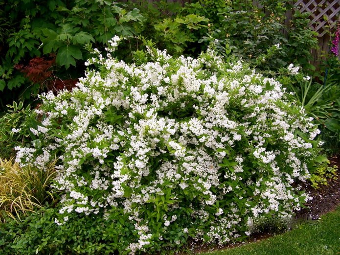 ein Busch mit weißen Blüten