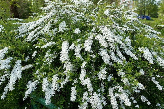 blühende weiße Spirea