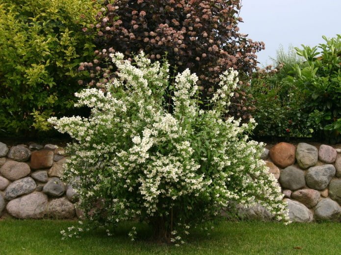 Blühender Jasmin im Design