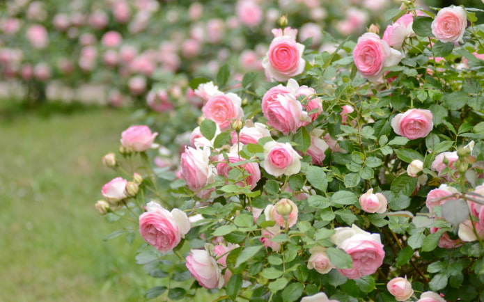 Buschrose im Garten