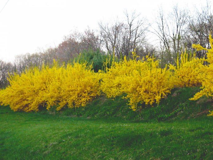 wie Forsythien blühen