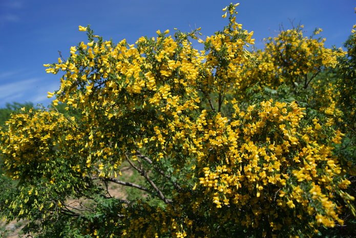 blühende Caragana