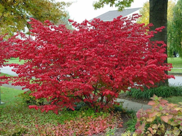Blätter des Spindelstrauchs im Herbst