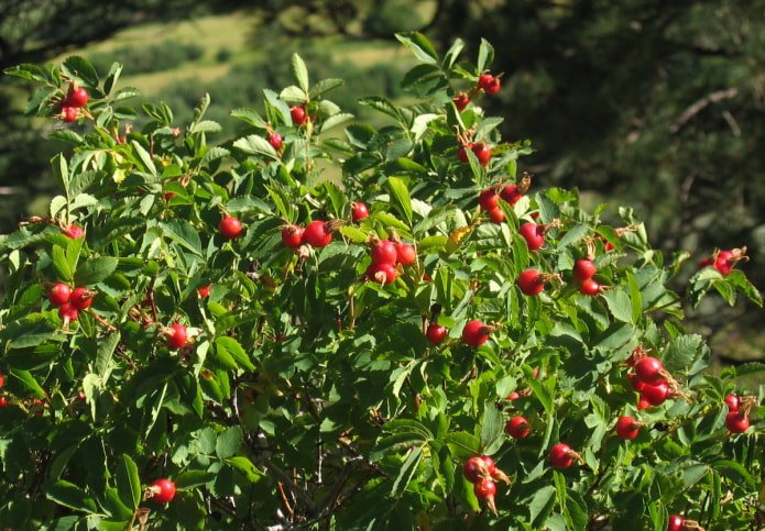 Hagebutte im Garten