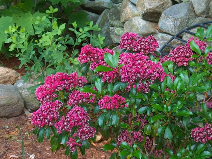 Kalmia Blüte