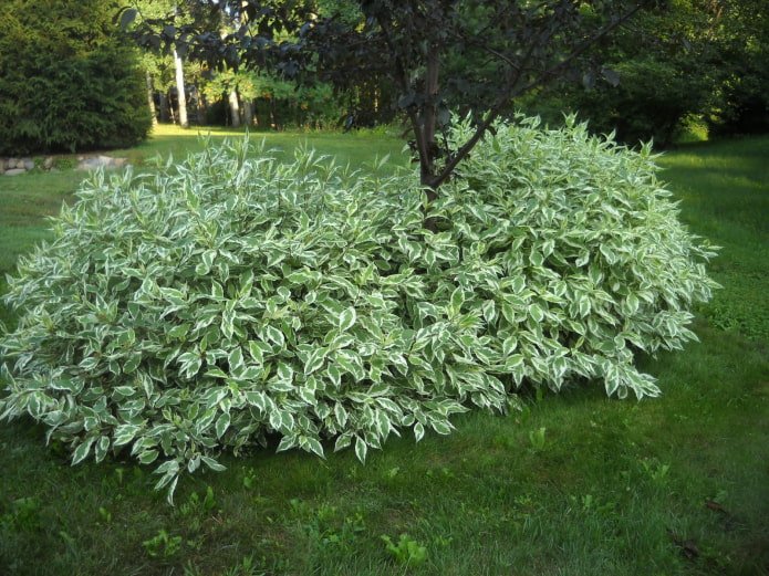 Gartenstrauch mit bunten Blättern